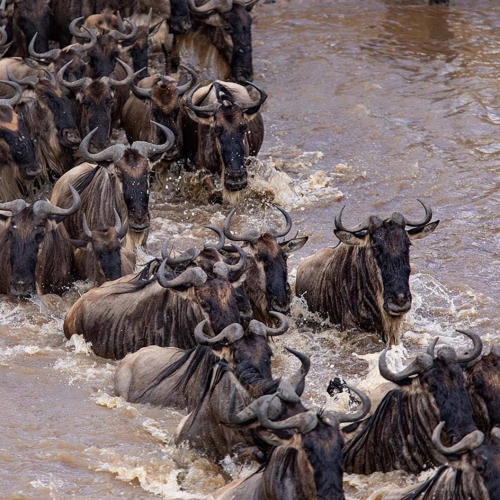 Masai Mara Migration