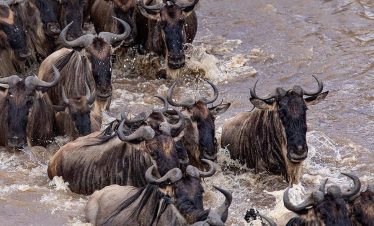 Masai Mara Migration