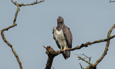 08 Nights 09 Days Kenya Introductory Birding Tour