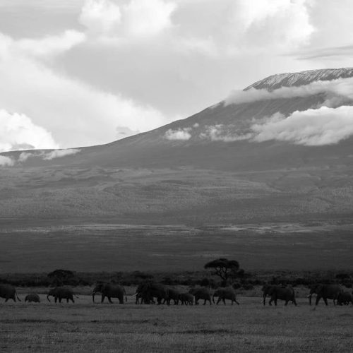 04 DAYS 05 NIGHTS BIG GAME SAFARI (Tsavo West & Amboseli National Parks)
