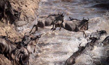 04 NIGHTS 05 DAYS LK. NAKURU & MASAI MARA SAFARI