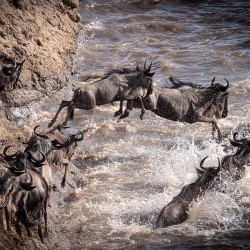 04 NIGHTS 05 DAYS LK. NAKURU & MASAI MARA SAFARI