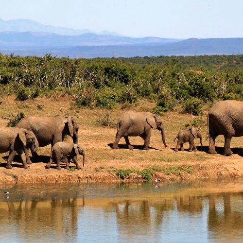 05 NIGHTS 06 DAYS RWANDA WILDLIFE & NORTH PRIMATES ADVENTURE