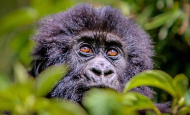 03 NIGHTS 04 DAYS RWANDA CLASSIC PRIMATES