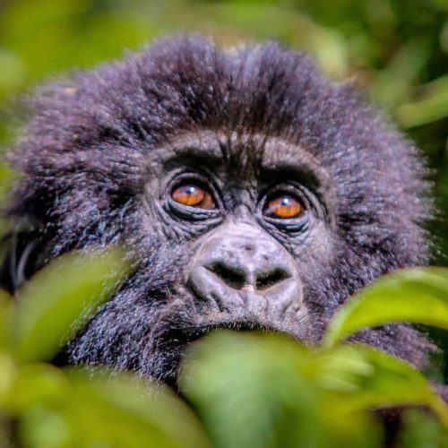 03 NIGHTS 04 DAYS RWANDA CLASSIC PRIMATES