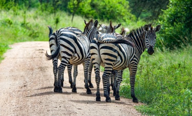 06 NIGHTS 07 DAYS DISCOVER UGANDA SAFARI