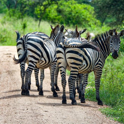 06 NIGHTS 07 DAYS DISCOVER UGANDA SAFARI