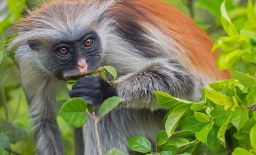 ZANZIBAR EXCURSIONS