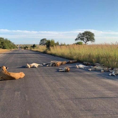 02 NIGHTS 03 DAYS KRUGER NATIONAL PARK LUXURY SAFARI
