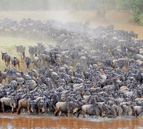 07 NIGHTS 08 DAYS TANZANIA LUXURY MIGRATION SAFARI