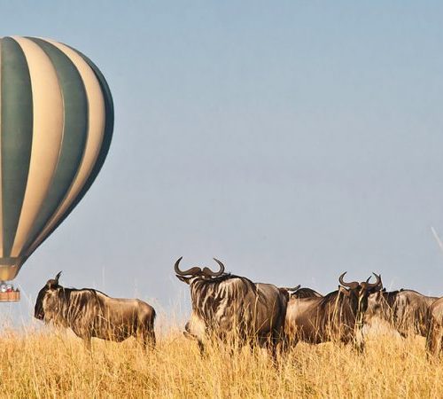 Balloon Safari Program