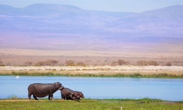 05 NIGHTS 06 DAYS MASAI MARA-LAKE NAKURU & AMBOSELI CAMPING SAFARI