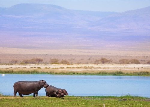 05 NIGHTS 06 DAYS MASAI MARA-LAKE NAKURU & AMBOSELI CAMPING SAFARI