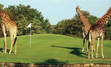 11 NIGHTS/ 12 DAYS KENYA LUXURY WILDLIFE & GOLF SAFARI