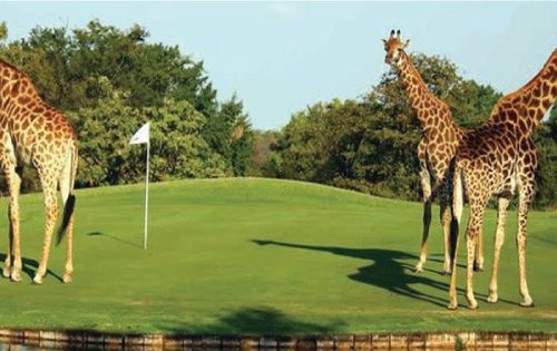 11 NIGHTS/ 12 DAYS KENYA LUXURY WILDLIFE & GOLF SAFARI