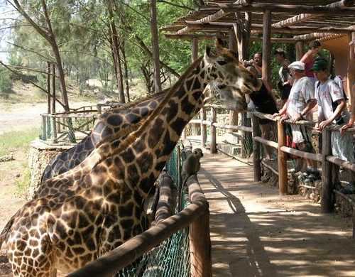 Mombasa Old Town Tour and Haller Park
