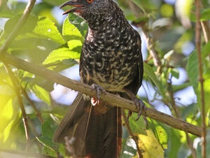 15 Days Kenya Scheduled Birding Safari (October)