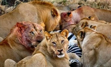 06 NIGHTS 07 DAYS TANZANIA CAMPING SAFARI- NOTHERN CIRCUIT