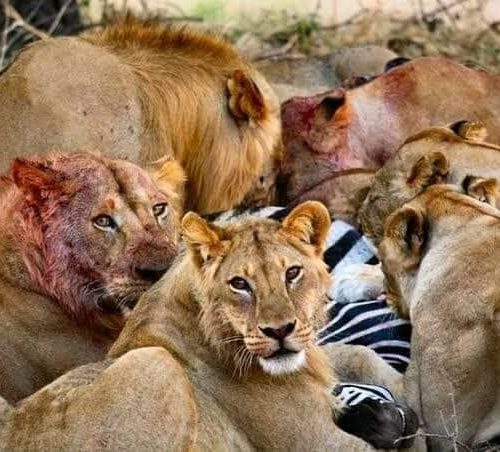 06 NIGHTS 07 DAYS TANZANIA CAMPING SAFARI- NOTHERN CIRCUIT