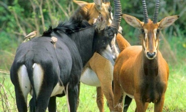 Shimba Hills National Reserve Day Tour