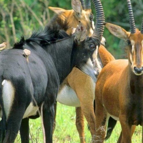 Shimba Hills National Reserve Day Tour