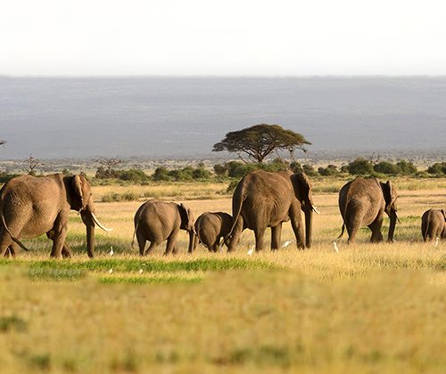 03 NIGHTS 04 DAYS TARANGIRE-NGORONGORO & LK. MANYARA