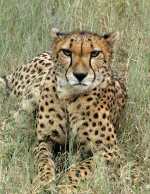 fierce cheetah lying middle grass field.jpg 6 19 05 856 PM e1779453624989