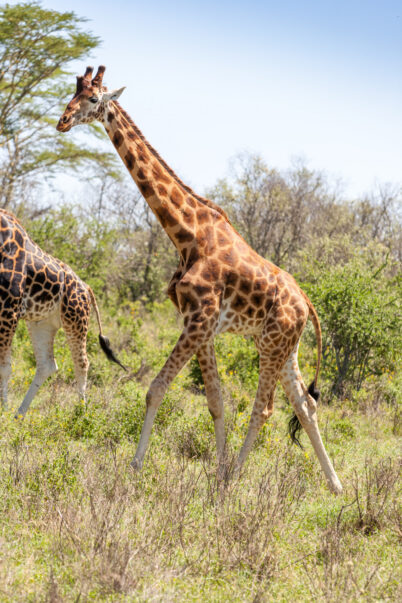 giraffe natural environment e1779453480746