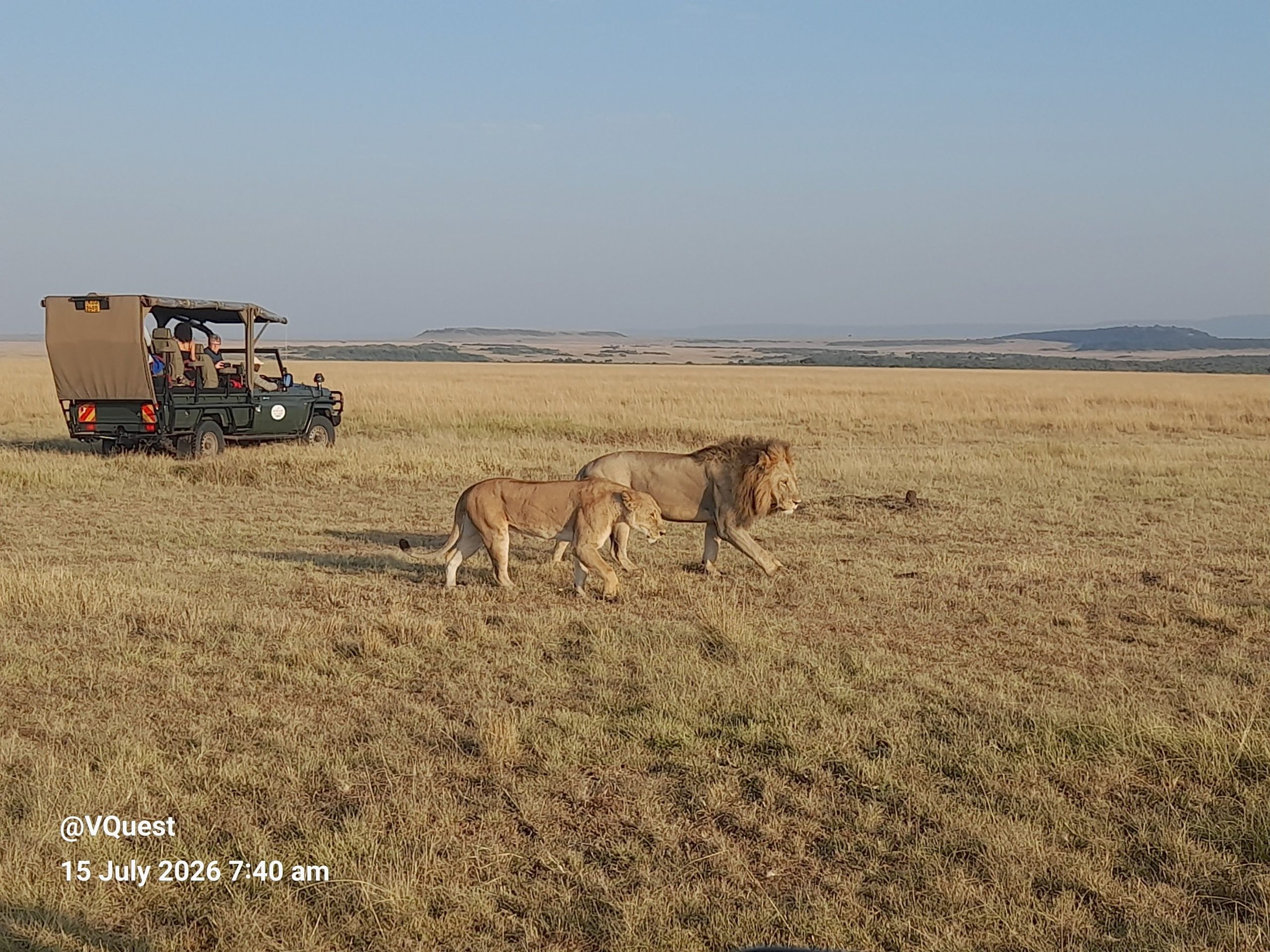 Masai Mara Game Drive scaled